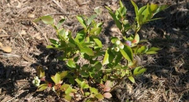 Proč borůvky neplodí a co dělat, důvody a způsoby řešení